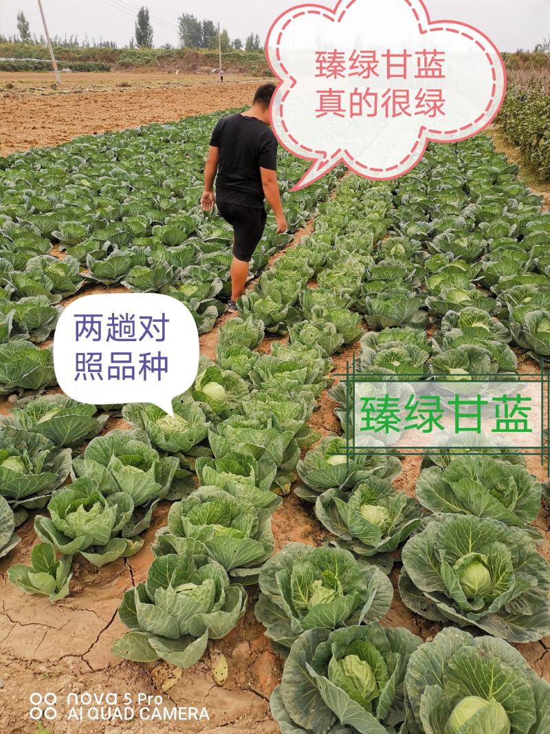露地越冬甘蓝《现苗甘蓝苗》甘蓝苗-型甘蓝品种耐寒性好耐裂