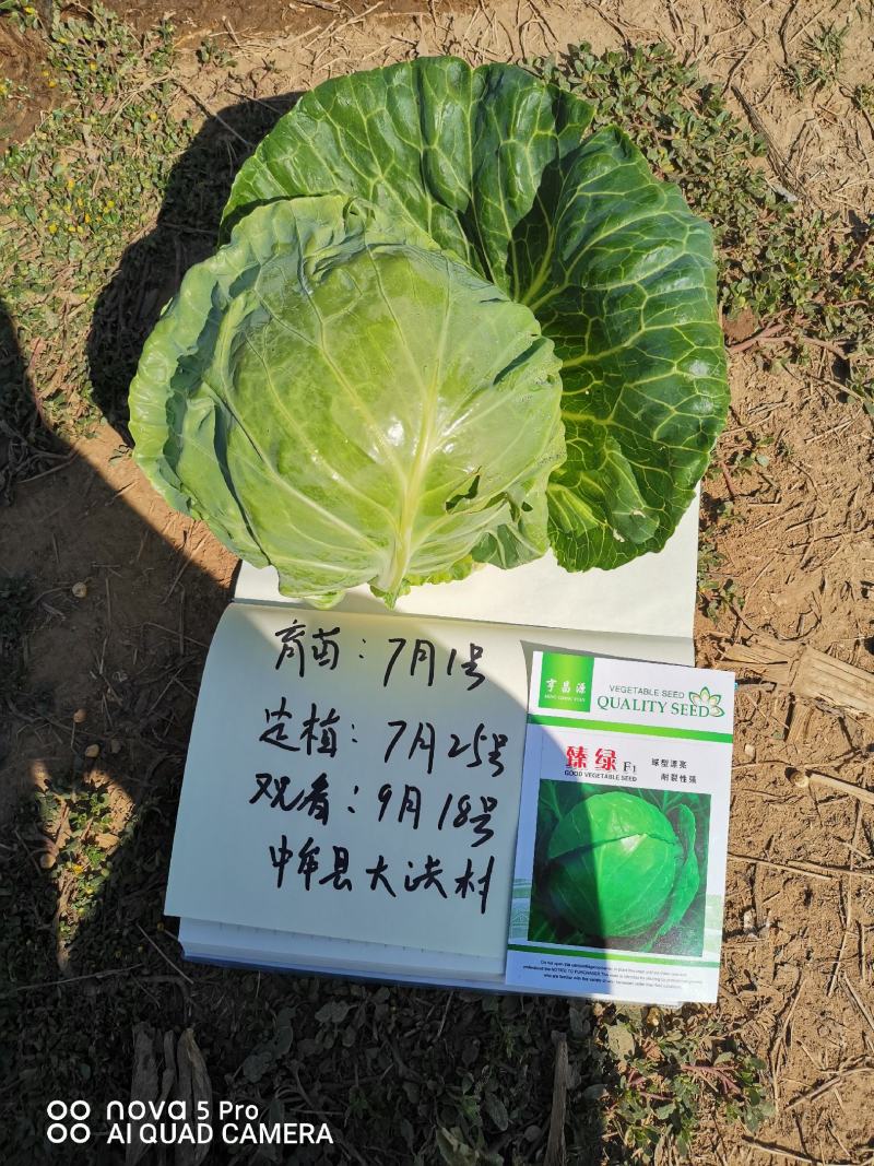 露地越冬甘蓝《现苗甘蓝苗》甘蓝苗-型甘蓝品种耐寒性好耐裂