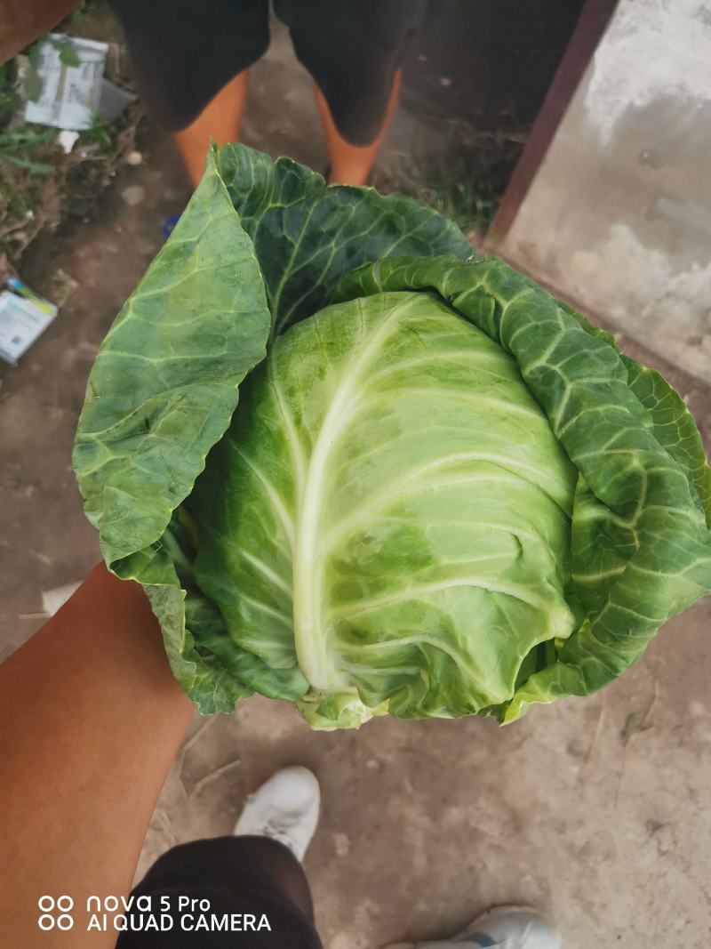 露地越冬甘蓝《现苗甘蓝苗》甘蓝苗-型甘蓝品种耐寒性好耐裂