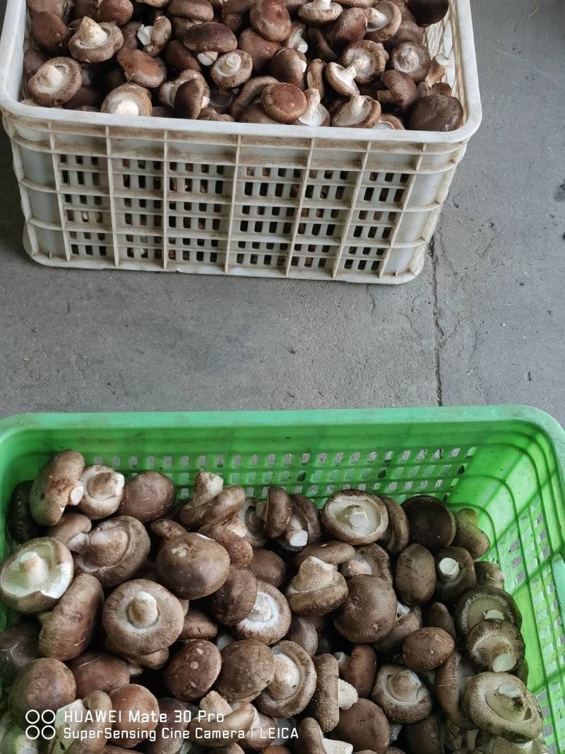 各种新鲜蔬菜菌菇代销欢迎致电洽谈