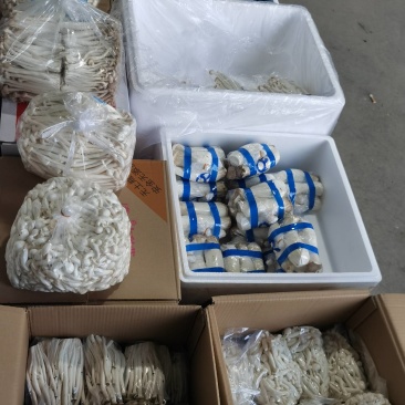 各种新鲜蔬菜菌菇代销欢迎致电洽谈