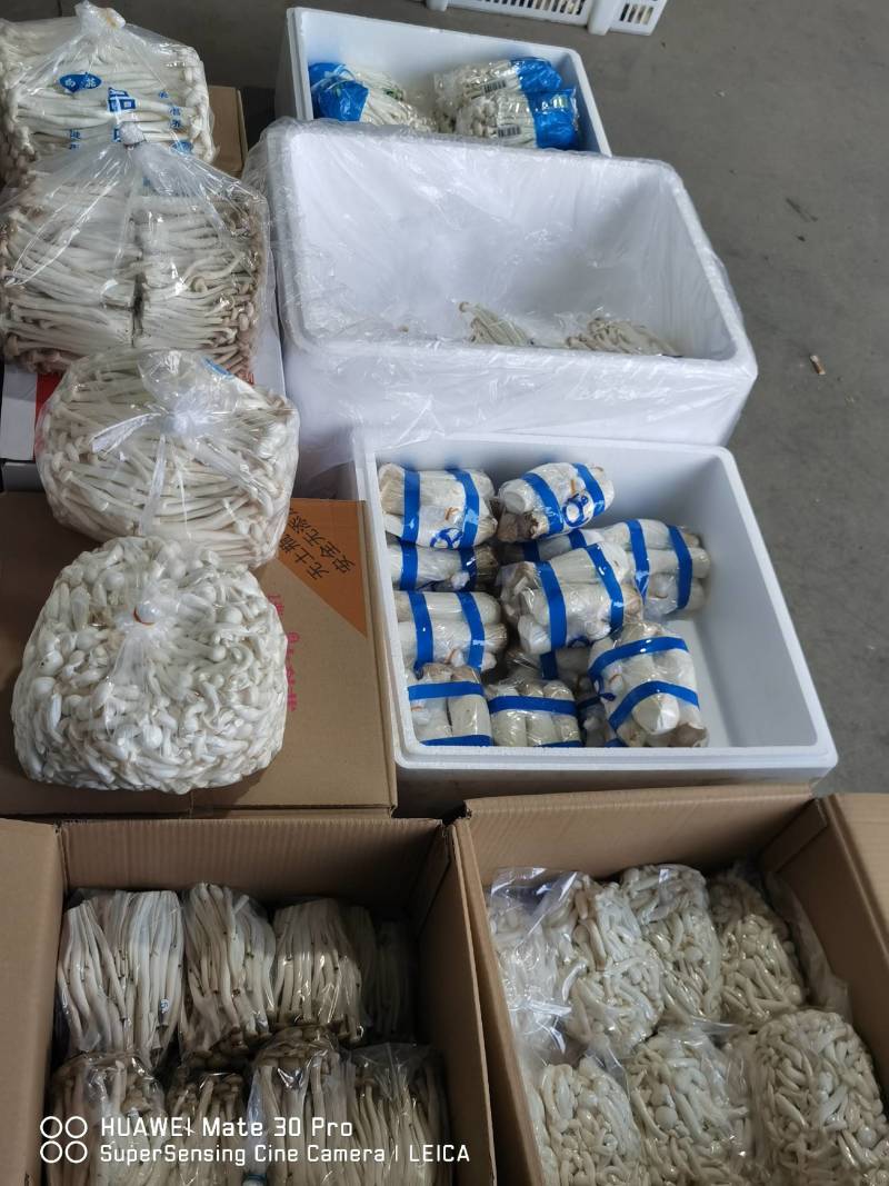 各种新鲜蔬菜菌菇代销欢迎致电洽谈