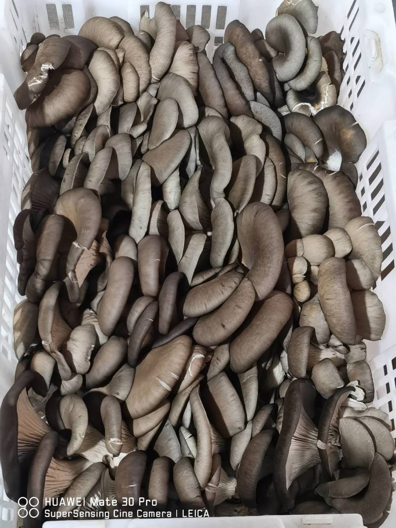 各种新鲜蔬菜菌菇代销欢迎致电洽谈