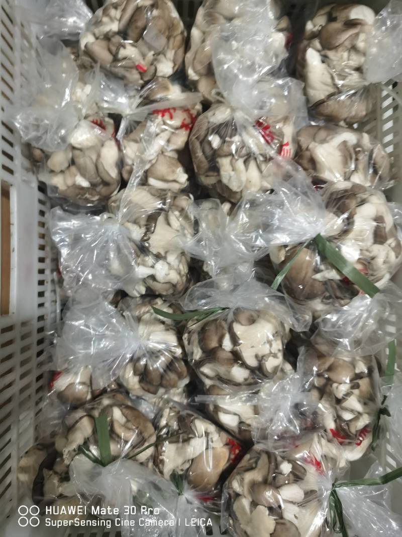 各种新鲜蔬菜菌菇代销欢迎致电洽谈