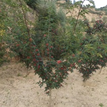 花椒苗1~2年，成活率高，现挖现卖，大红袍花椒，九叶青
