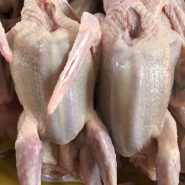 乳鸽鸽厂一手货源常年供应可全国发货品质保证