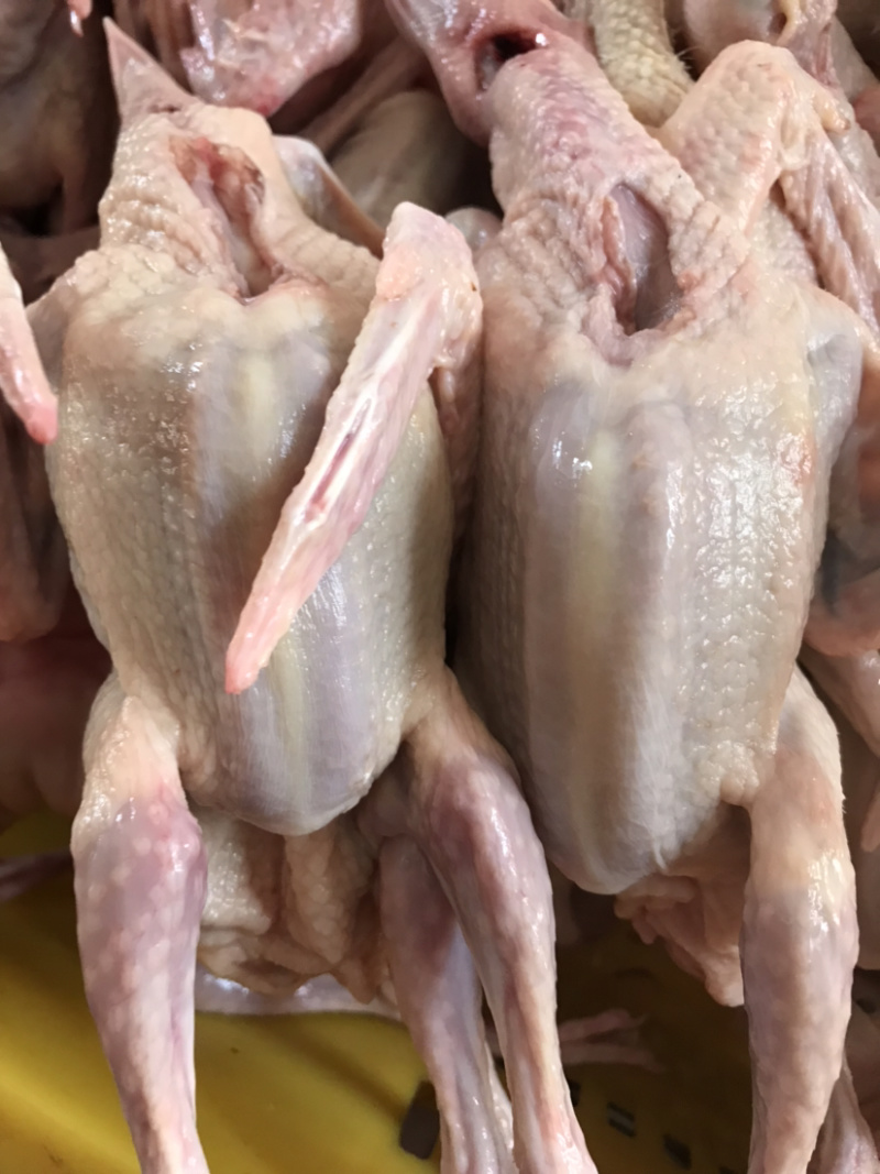 乳鸽鸽厂一手货源常年供应可全国发货品质保证