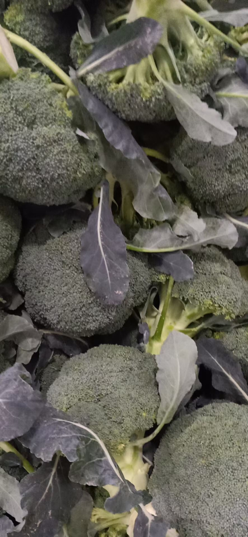西兰花市场，工厂，Ｂ级货大量现货供应
