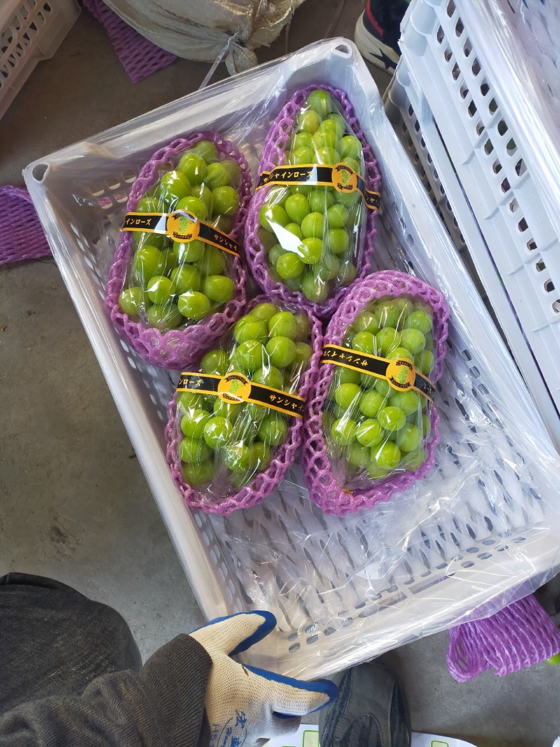 香印阳光玫瑰海量货源，框装，箱装有，质量好价格美丽