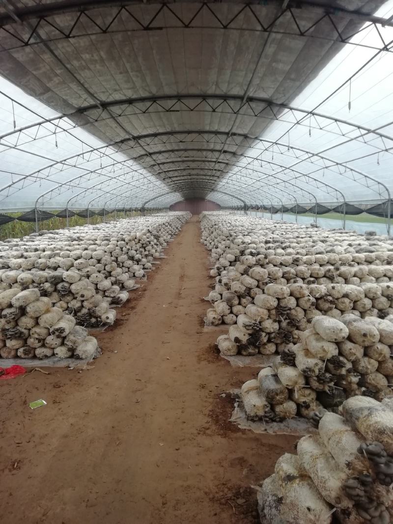 优质黑平菇的养殖基地！量大质优！代收各大商超！