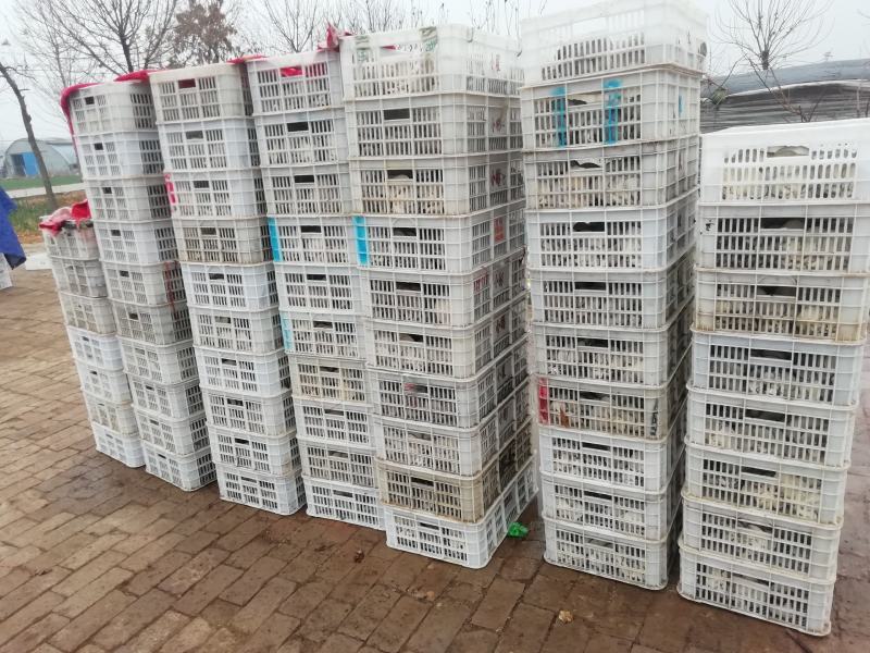优质黑平菇的养殖基地！量大质优！代收各大商超！