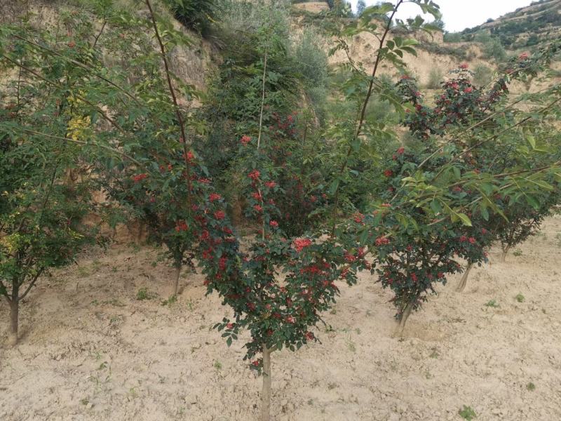 花椒苗1~2年，基地直销季节性栽植易成活