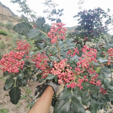 花椒苗1~2年，基地直销季节性栽植易成活