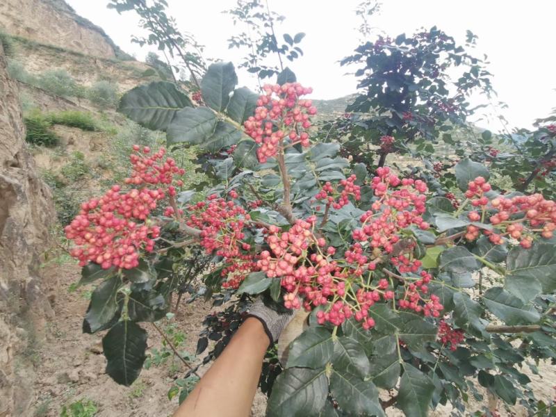 花椒苗1~2年，基地直销季节性栽植易成活