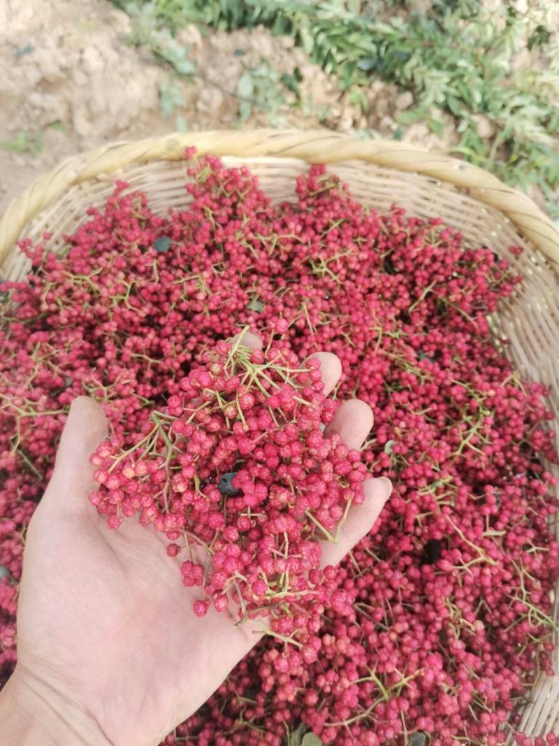花椒苗1~2年，基地直销季节性栽植易成活