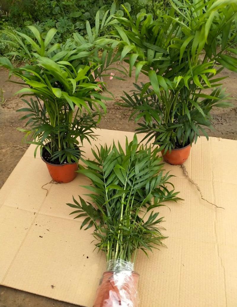 散尾葵盆栽植物凤尾竹大型绿植夏威夷竹子盆栽袖珍椰子富贵椰
