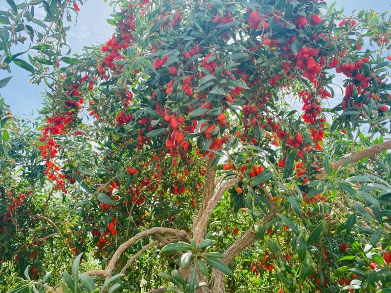 精品头茬红枸杞，条形货，色靓非烘干货，自然晒干