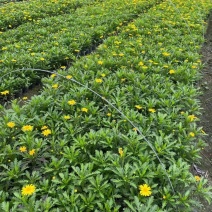 木春菊，基地直销，质量保证，价格便宜规格齐全