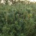 红松苗嫁接红松苗！嫁接松塔杯苗红松苗松子苗技术成熟