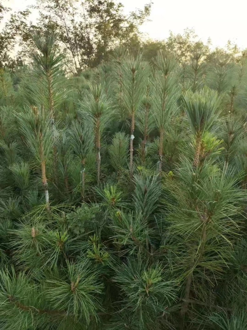 红松苗嫁接红松苗！嫁接松塔杯苗红松苗松子苗技术成熟