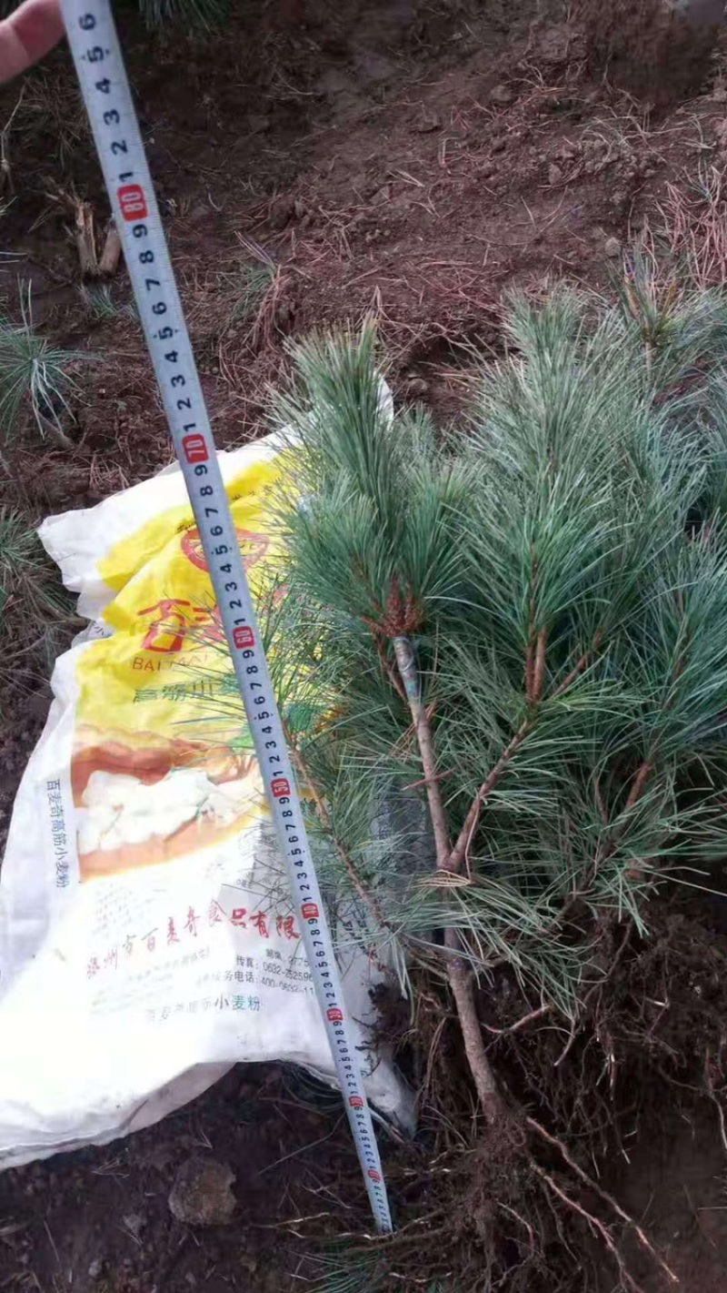 红松苗嫁接红松苗！嫁接松塔杯苗红松苗松子苗技术成熟