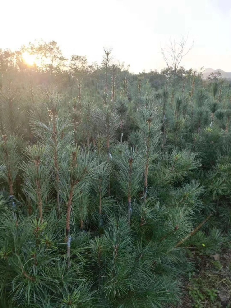 红松苗嫁接红松苗！嫁接松塔杯苗红松苗松子苗技术成熟