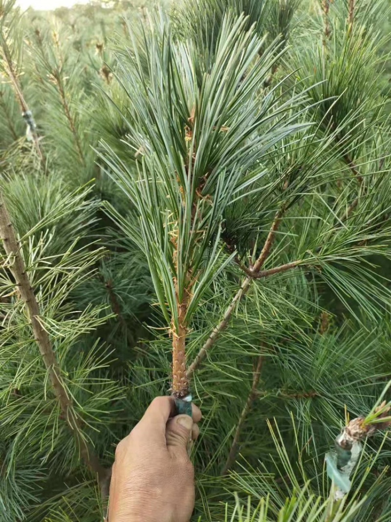 红松苗嫁接红松苗！嫁接松塔杯苗红松苗松子苗技术成熟