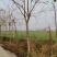 北栾树北京栾树10公分北京栾树