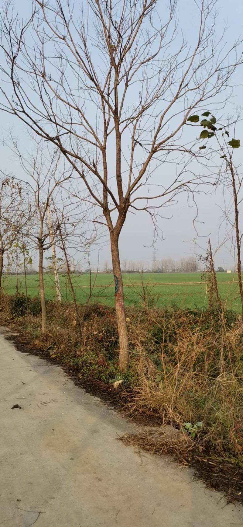北栾树北京栾树10公分北京栾树