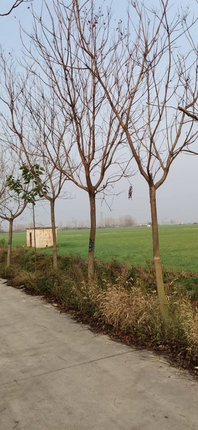 北栾树北京栾树10公分北京栾树