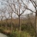北栾树北京栾树10公分北京栾树