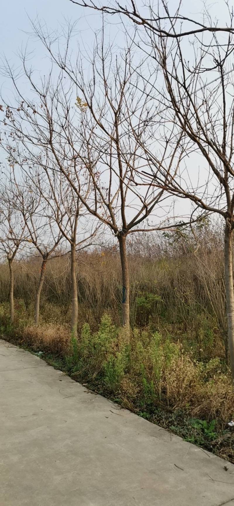 北栾树北京栾树10公分北京栾树