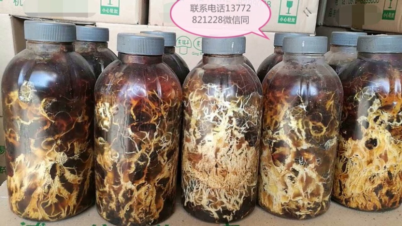 蜜环菌栽培种固体、枝条种大量供应
