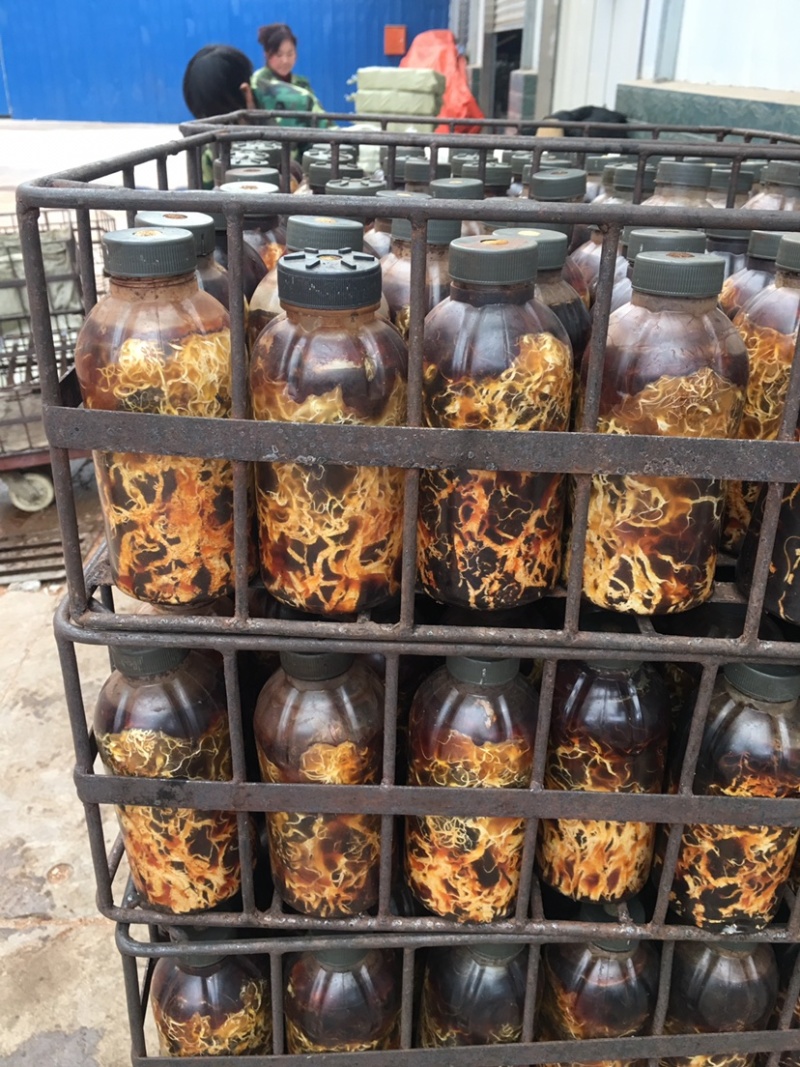 蜜环菌栽培种固体、枝条种大量供应