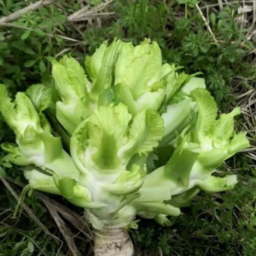 新鲜儿菜，都是地里挑到砍的