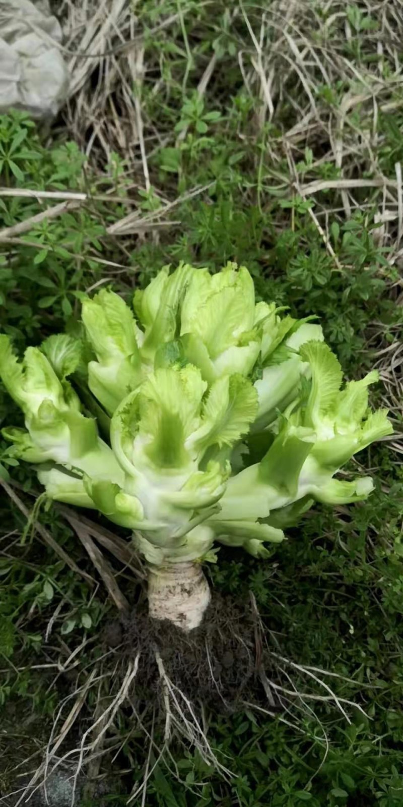 新鲜儿菜，都是地里挑到砍的