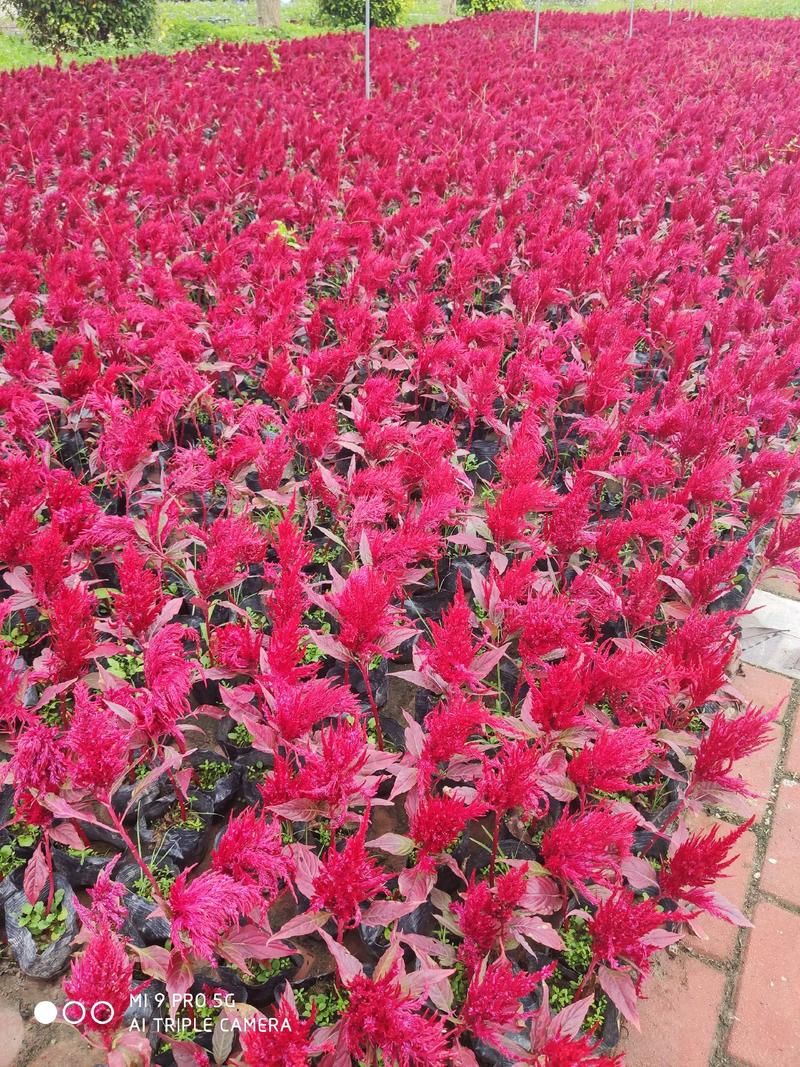 鸡冠花高度15到25厘米福建漳州花卉基地