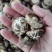 精品干茶花菇干麻花菇干香菇小香菇2—3公分3—4公分