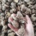 精品干茶花菇干麻花菇干香菇小香菇2—3公分3—4公分