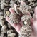精品干茶花菇干麻花菇干香菇小香菇2—3公分3—4公分