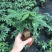 发财树80杯单杆