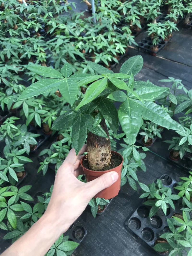 发财树80杯单杆