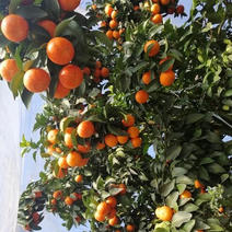 砂糖橘，果园现摘新鲜现发，对接电商，超市，水果店