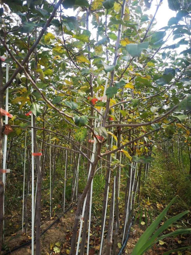 工厂直营玻璃纤维拱棚杆定植，育苗二棚弹性好，寿命长