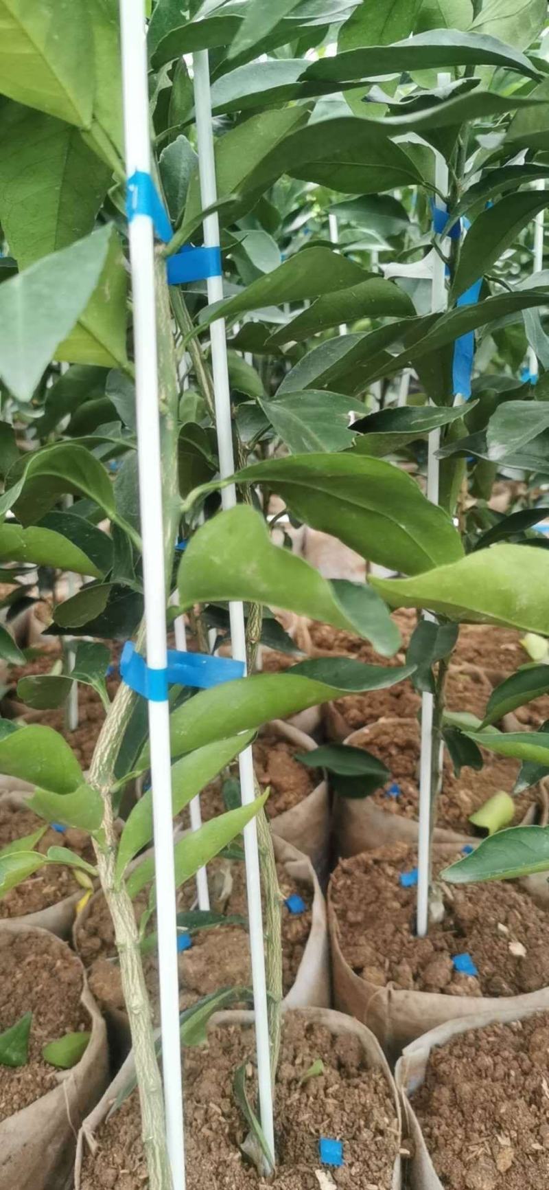 工厂直营玻璃纤维拱棚杆定植，育苗二棚弹性好，寿命长