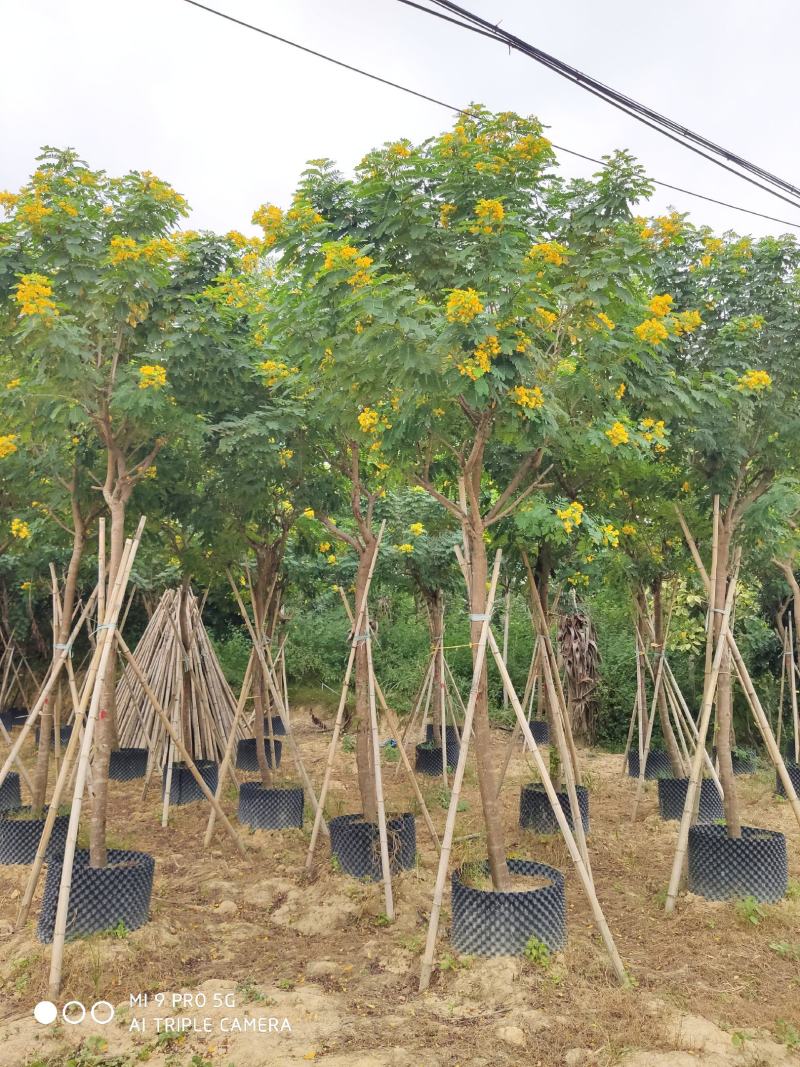 黄花槐大量供应米径6公分到10公分福建漳州苗木基地