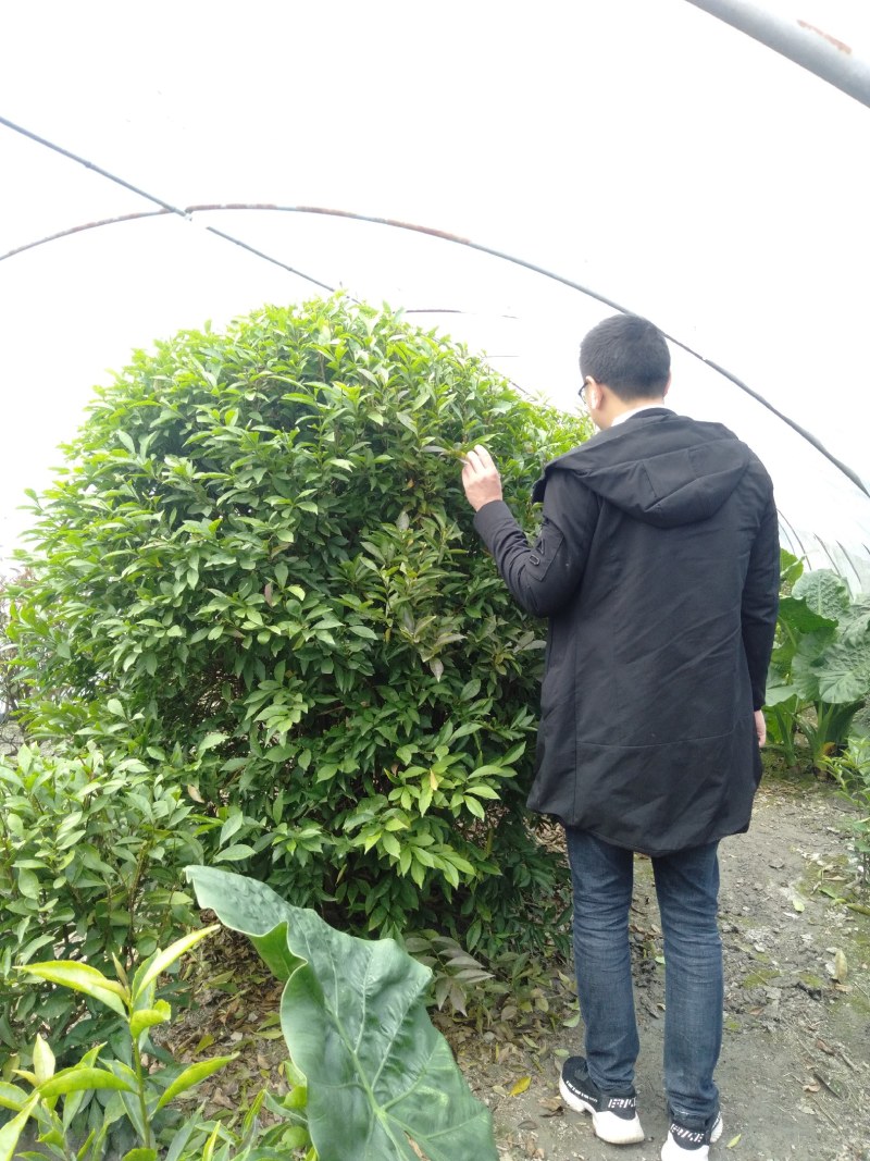 双色茉莉球，双色茉莉，50—180cm双色茉莉
