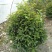 双色茉莉球，双色茉莉，50—180cm双色茉莉