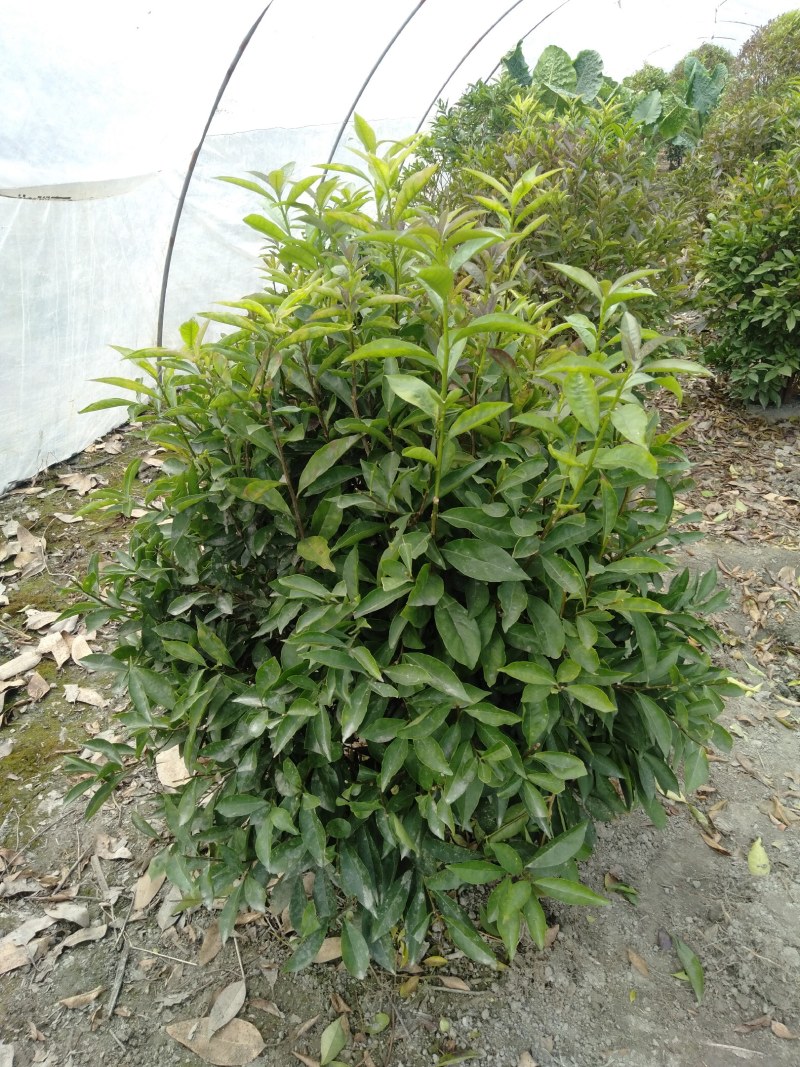 双色茉莉球，双色茉莉，50—180cm双色茉莉