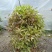 双色茉莉球，双色茉莉，50—180cm双色茉莉